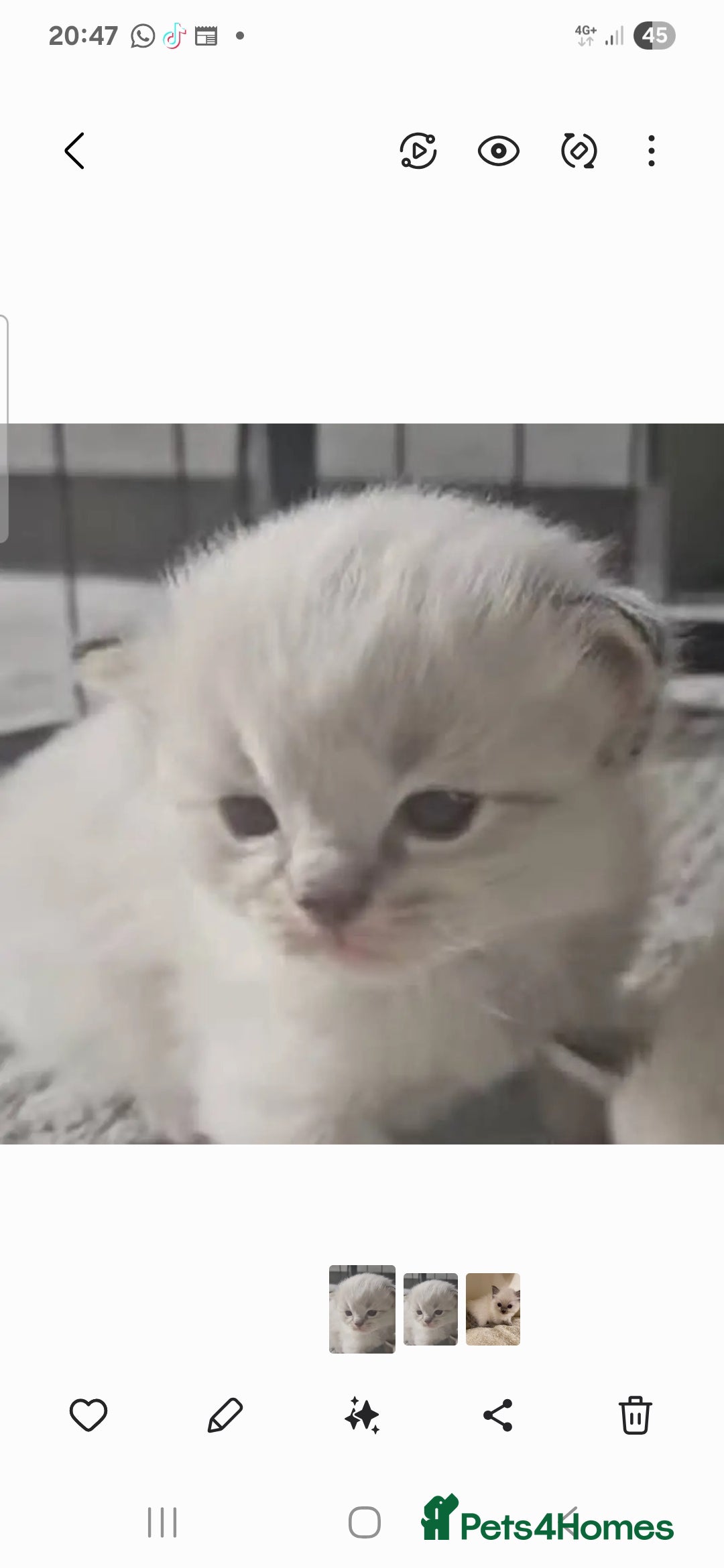 Ragdoll cats for sale: Stunning registered seal tabby ragdoll GC lines - Image 6