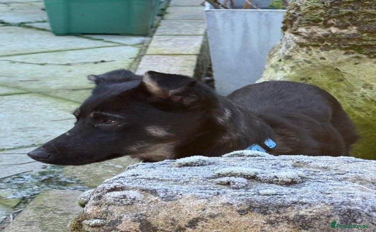 Mixed Breed dogs Charlotte - Marleborough Wiltshire  - Advert 6