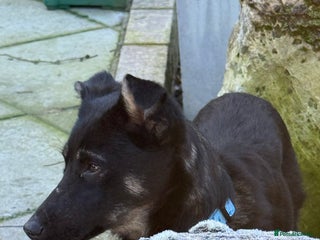 Mixed Breed dogs Charlotte - Marleborough Wiltshire - Advert 1