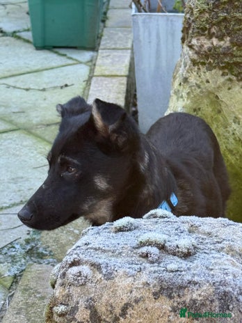 Mixed Breed dogs Charlotte - Marleborough Wiltshire - Advert 6