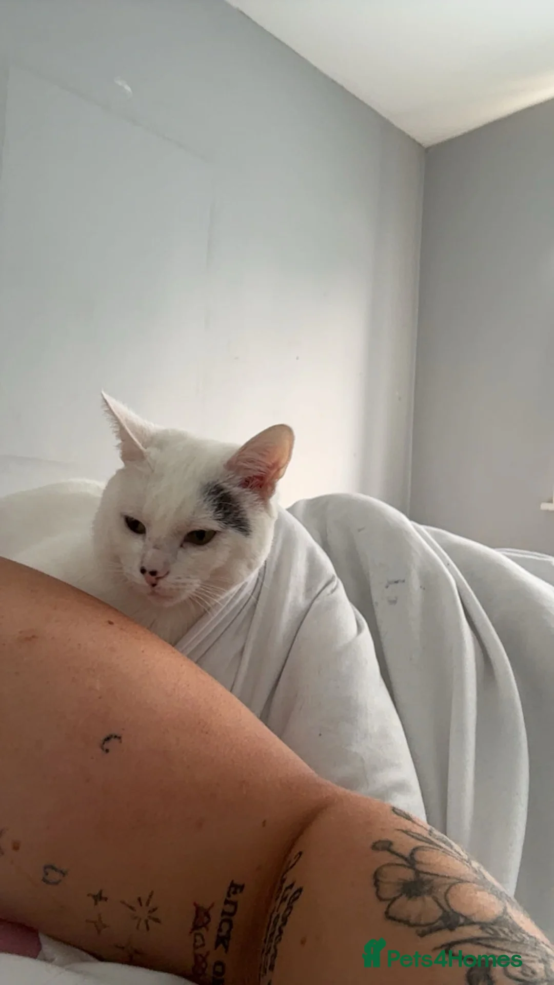Mixed Breed cats for sale: Alfie - Advert 4