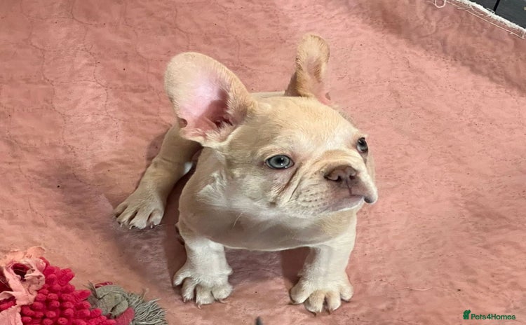 French Bulldog dogs - Advert 1