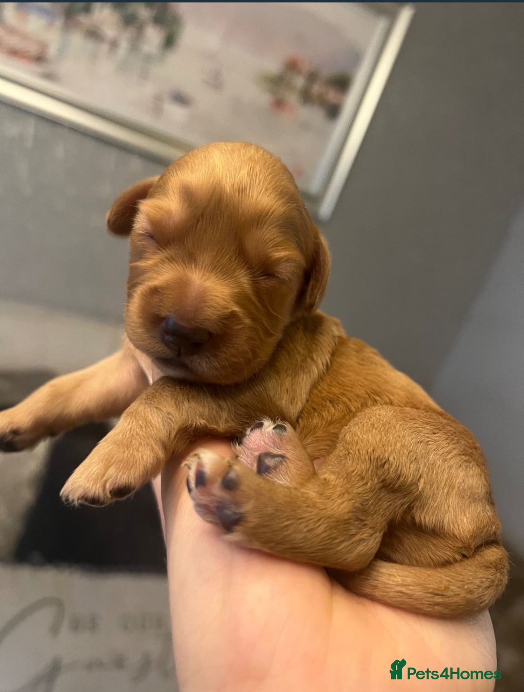 Cocker Spaniel dogs for sale: Cocker spaniel puppies  - Advert 6