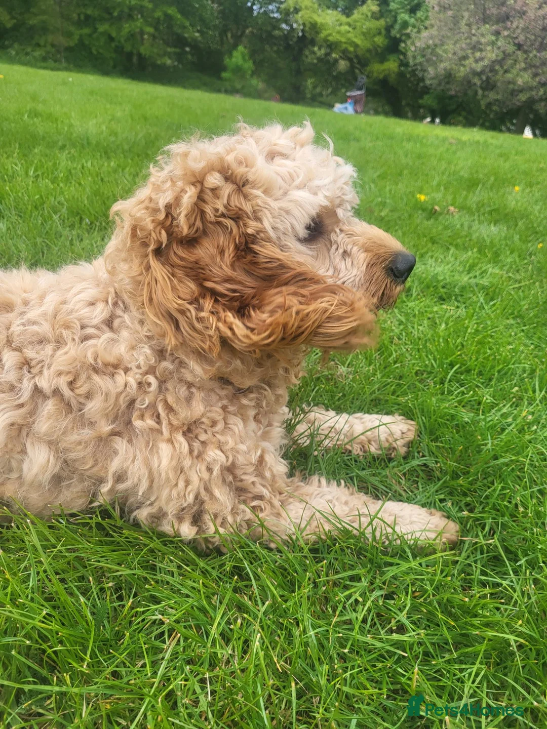 Cavapoo dogs for sale: Small - Advert 1