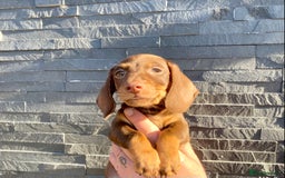 Miniature Dachshund dogs for sale: Miniature dachshunds READY NOW - Advert 20