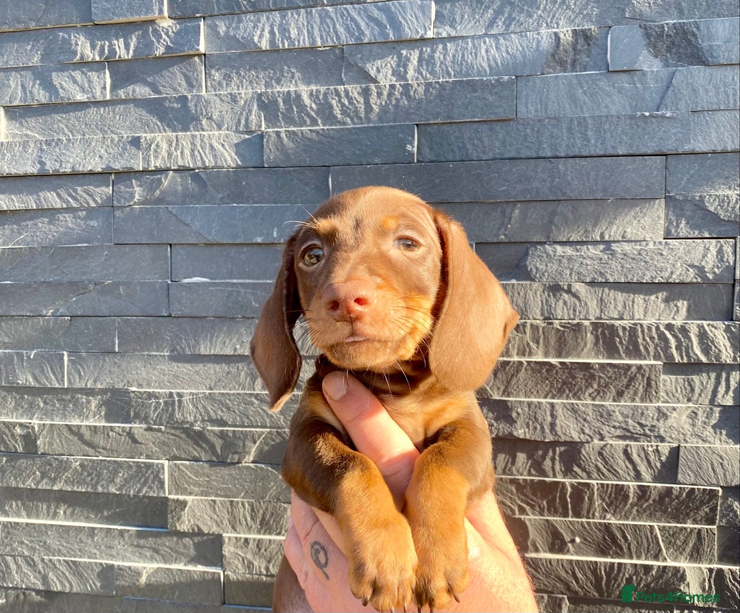 Miniature Dachshund dogs for sale: Miniature dachshunds READY NOW - Advert 20