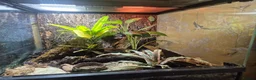 Frog reptiles for sale: 1 unsexed Red eye tree frog & bio-active set up  in Ipswich - Advert 4