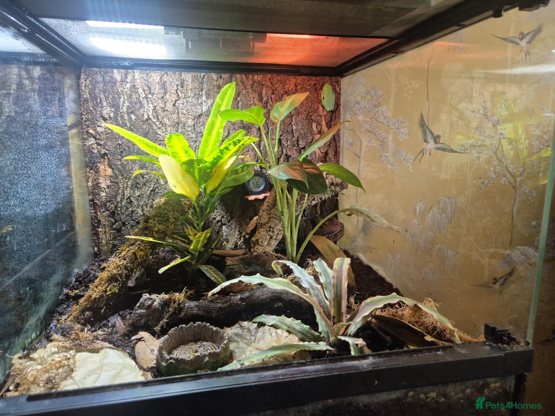 Frog reptiles for sale: 1 unsexed Red eye tree frog & bio-active set up  in Ipswich - Advert 4
