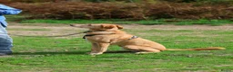 Mixed Breed dogs for adoption: Marvellous Moose - Advert 14