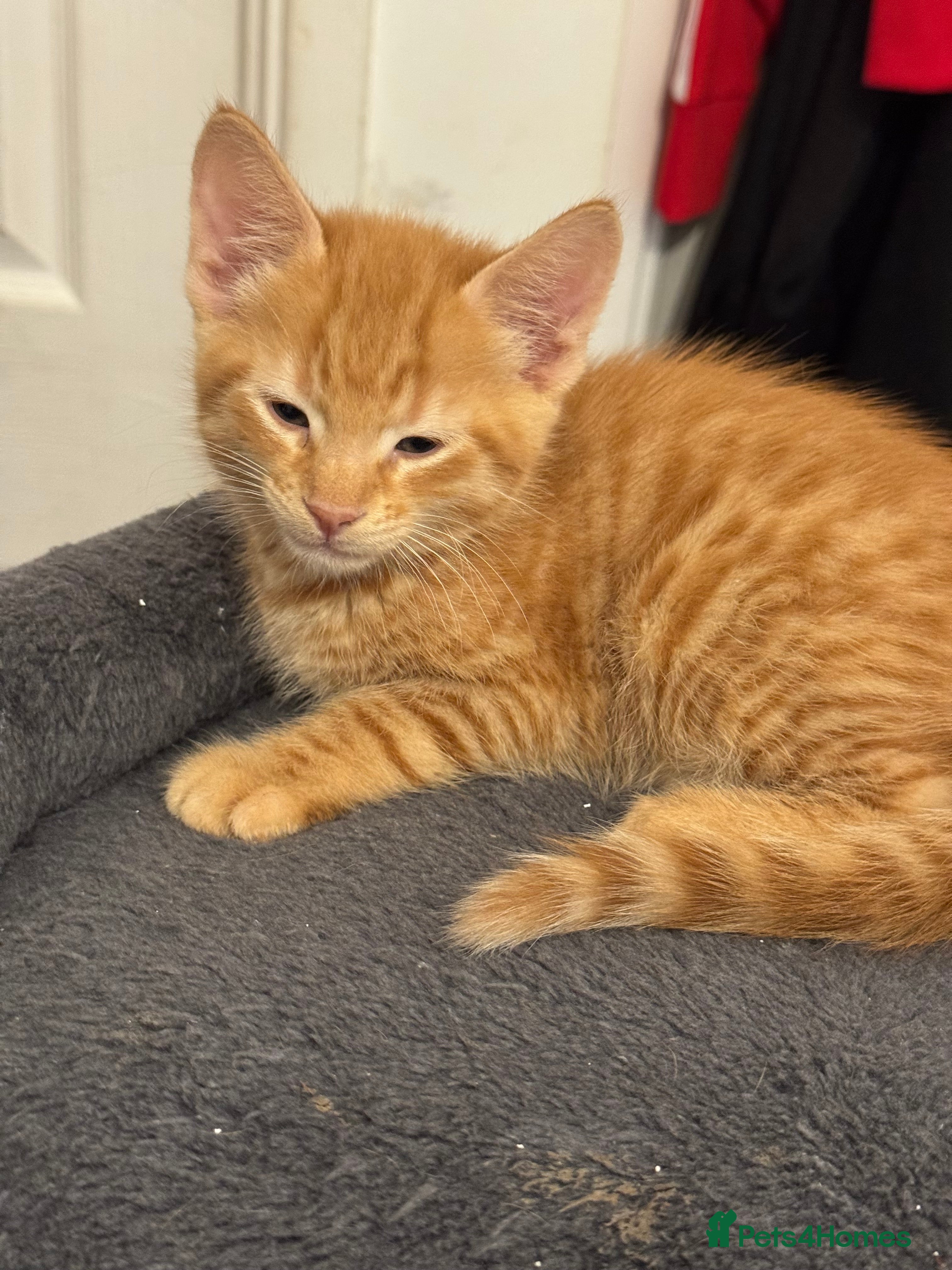 American Shorthair cats for sale: Ready To Leave Today please read full advert pleas - Advert 2