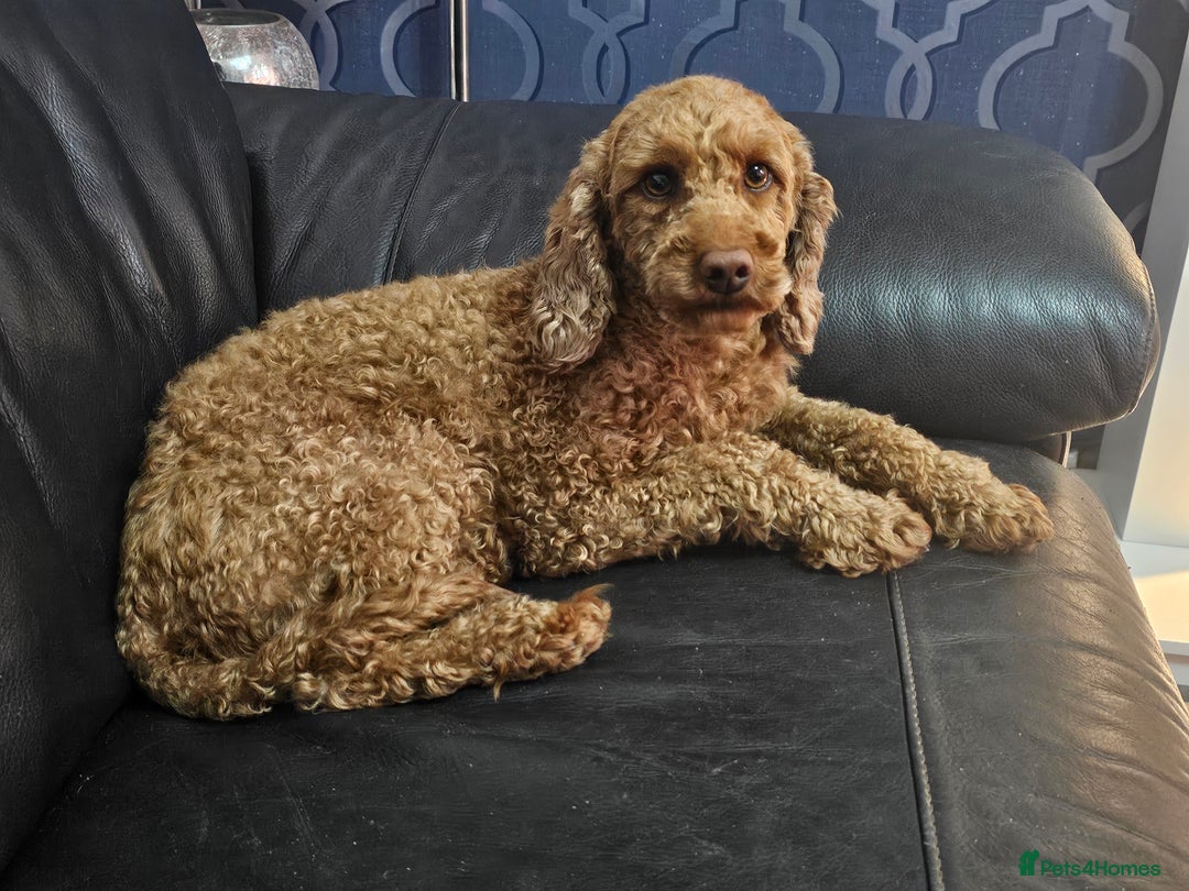 Miniature Poodle dogs for sale: Stunning spayed kc registered female  - Image 6
