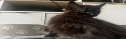 Maine Coon cats for sale: Maine Coon Kittens  - Advert 8