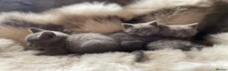 British Shorthair cats for sale: Bsh mix kittens  - Advert 8