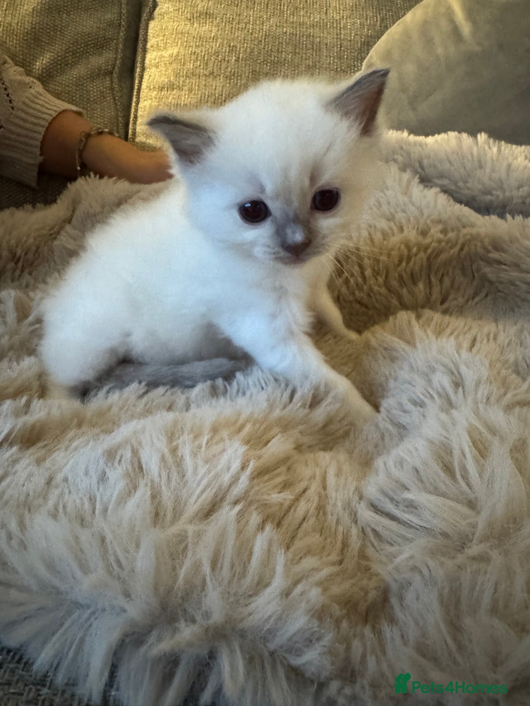 Ragdoll cats for sale: Absolutely Stunning litter of pure Ragdoll kittens - Advert 15