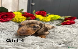 Miniature Dachshund dogs for sale: ❤️ Beautiful Dapple Miniature Dachshund babies ❤️ - Image 12