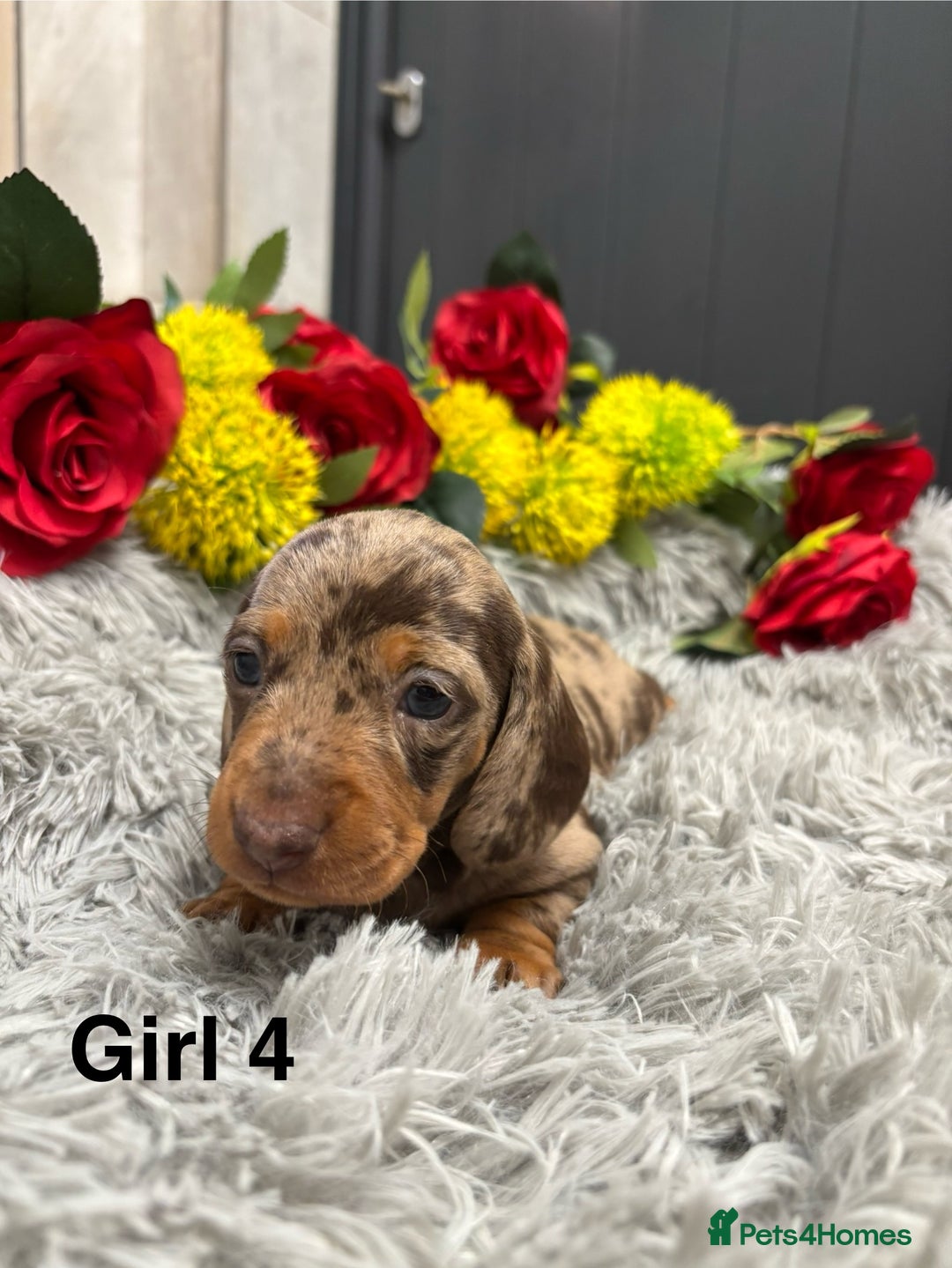 Miniature Dachshund dogs for sale: ❤️ Beautiful Dapple Miniature Dachshund babies ❤️ - Image 12