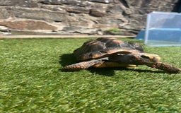 Tortoise reptiles for sale: Female Red Footed Tortoise  - Image 5