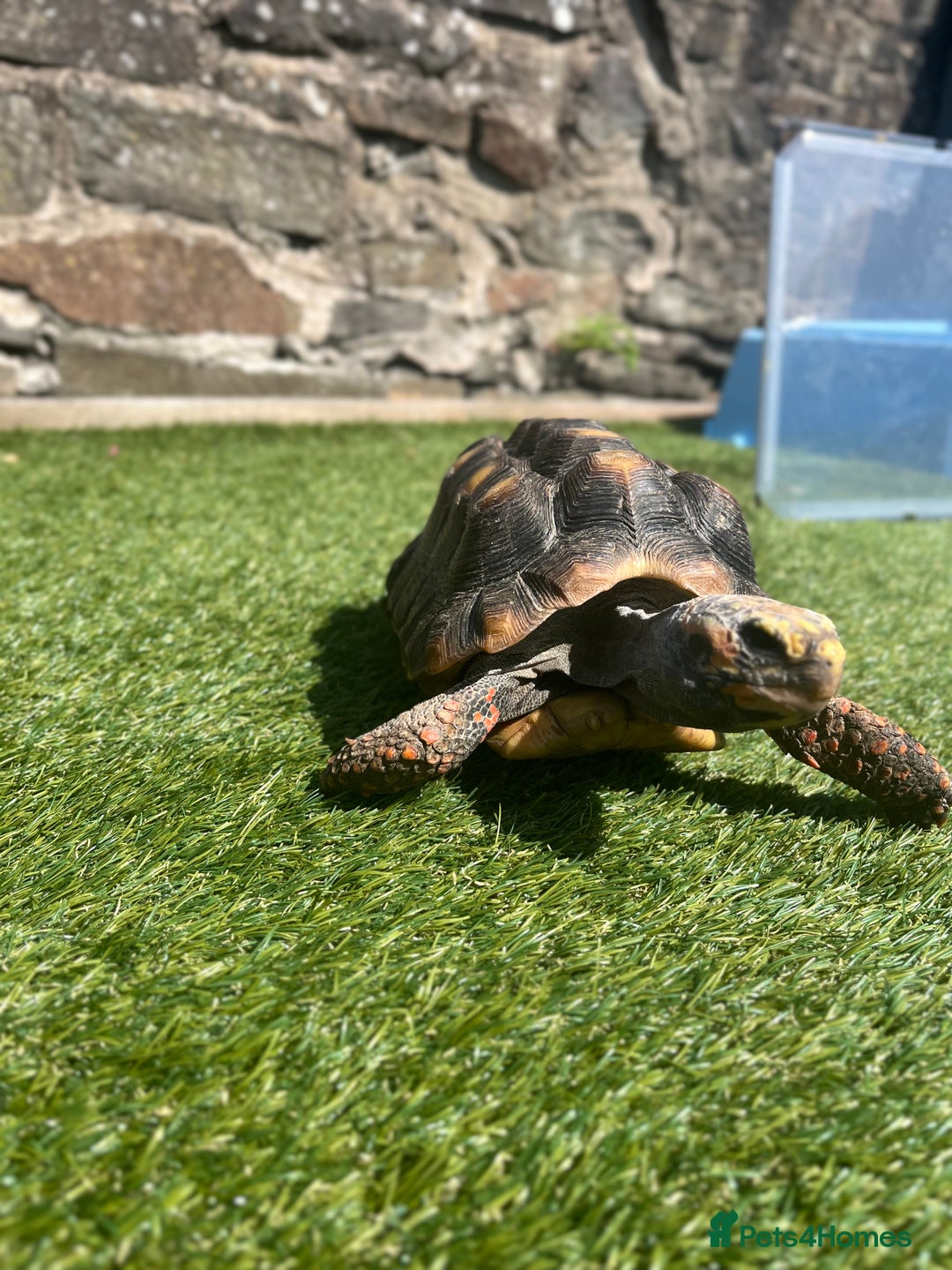 Tortoise reptiles for sale: Female Red Footed Tortoise  - Image 5
