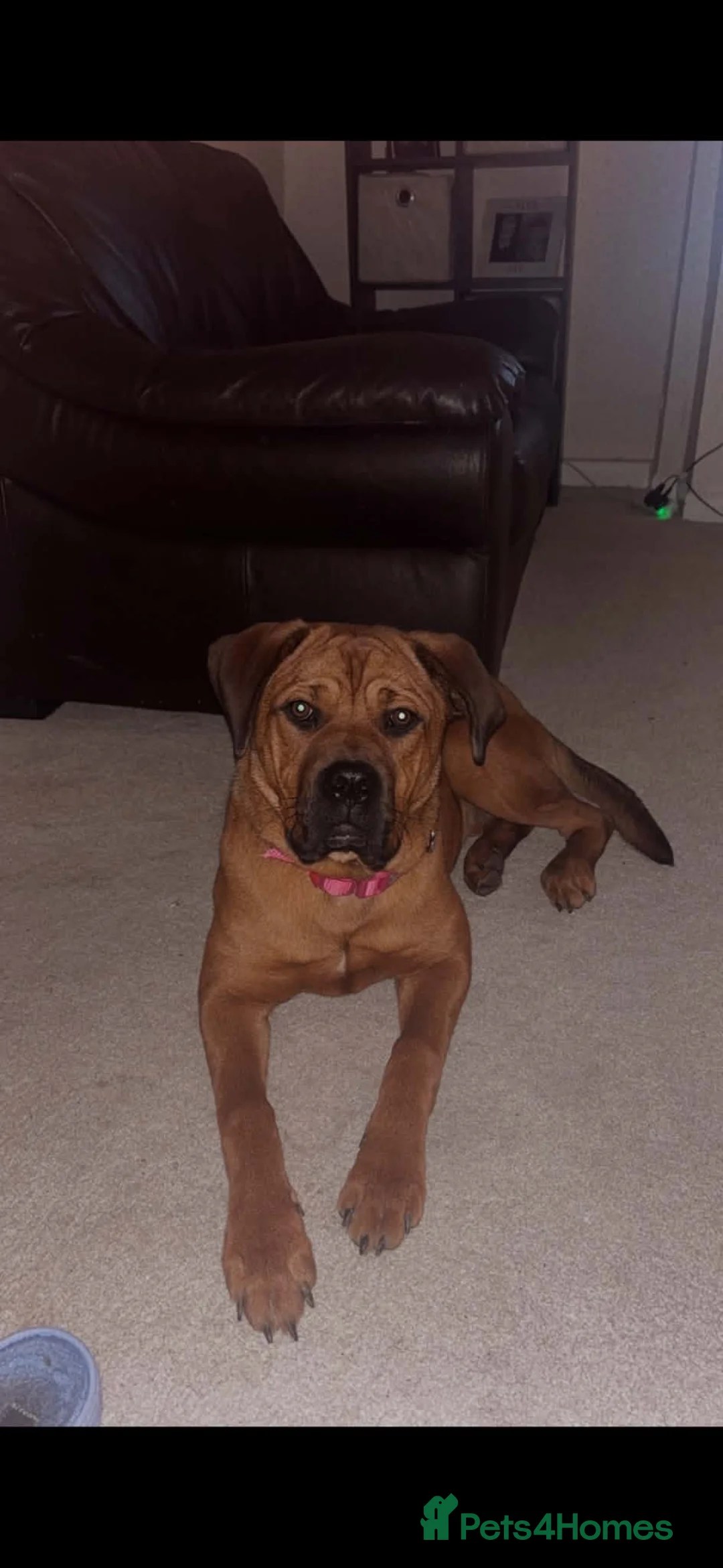 Mixed Breed dogs for adoption: Looking for good and loving home!!  - Advert 1