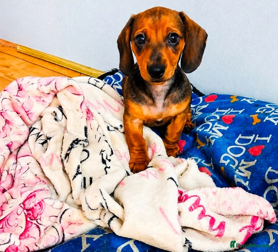 Dachshund dogs for sale: Beautiful female Dachshund puppy  - Advert 1