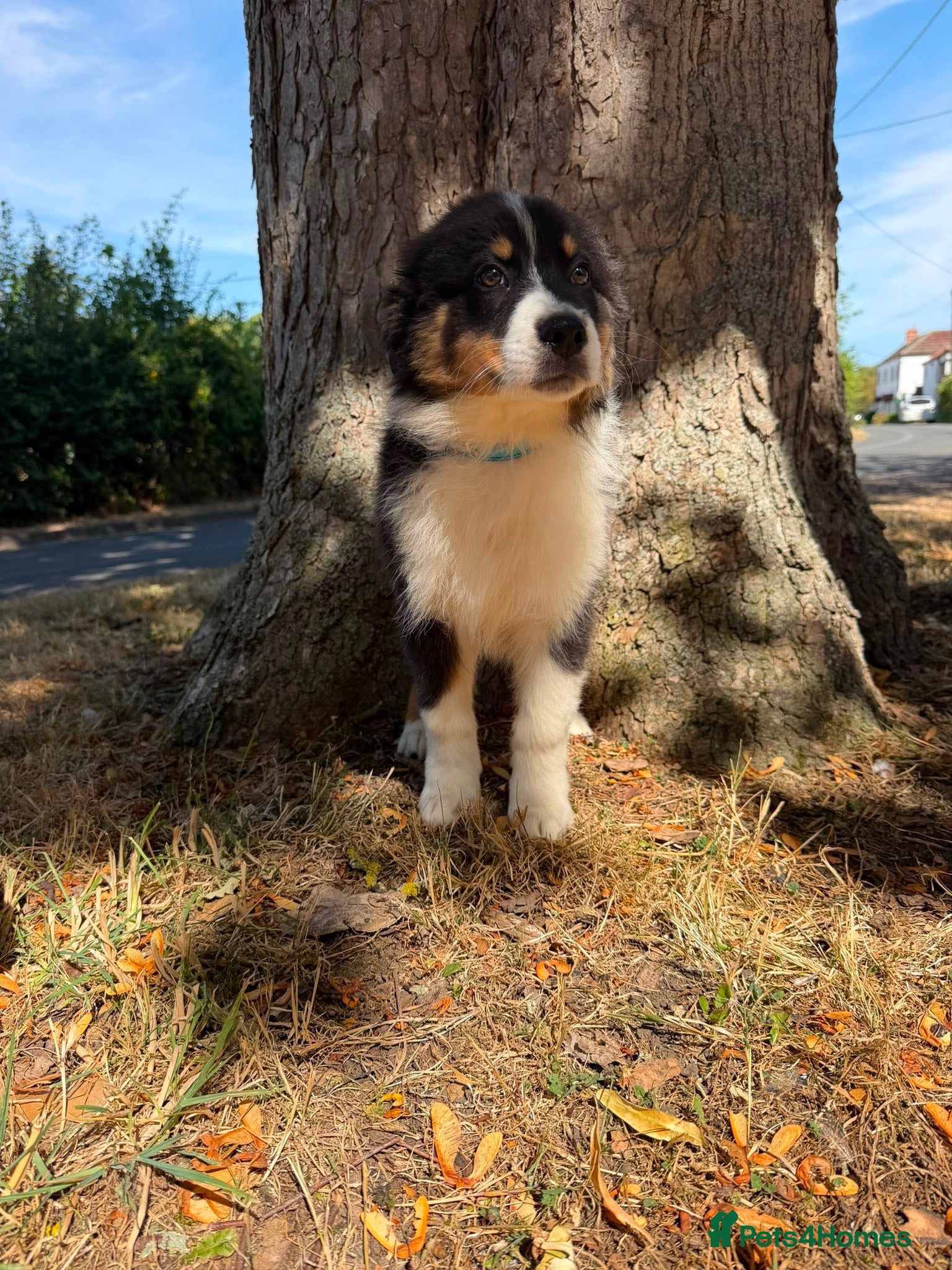 Australian Shepherd dogs Kc Australian Shepherd Puppies still available  - Advert 1