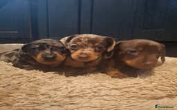 Miniature Dachshund dogs for sale: Miniature smooth haired dachshund  - Image 4