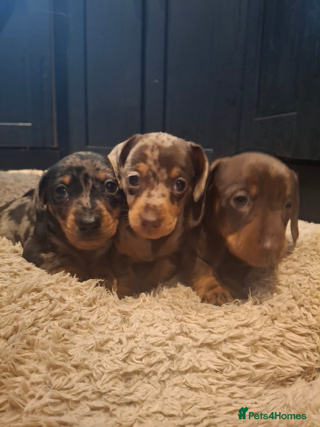 Miniature Dachshund dogs for sale: Miniature smooth haired dachshund  - Image 4