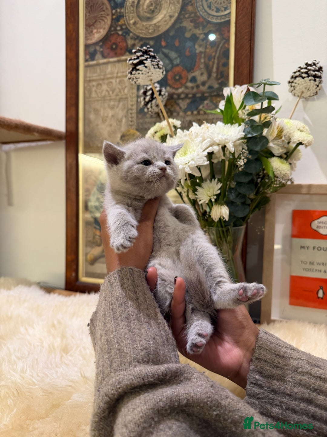 British Shorthair cats for sale: TICA registered purebreed BritishShorthair Kittens - Advert 5