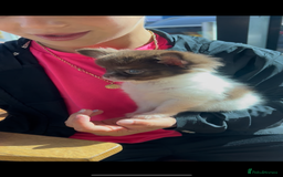 Chihuahua dogs for sale: 💥 REDUCED 💥 ** Choc parti chihuahua ONE BOY LEFT - Image 1