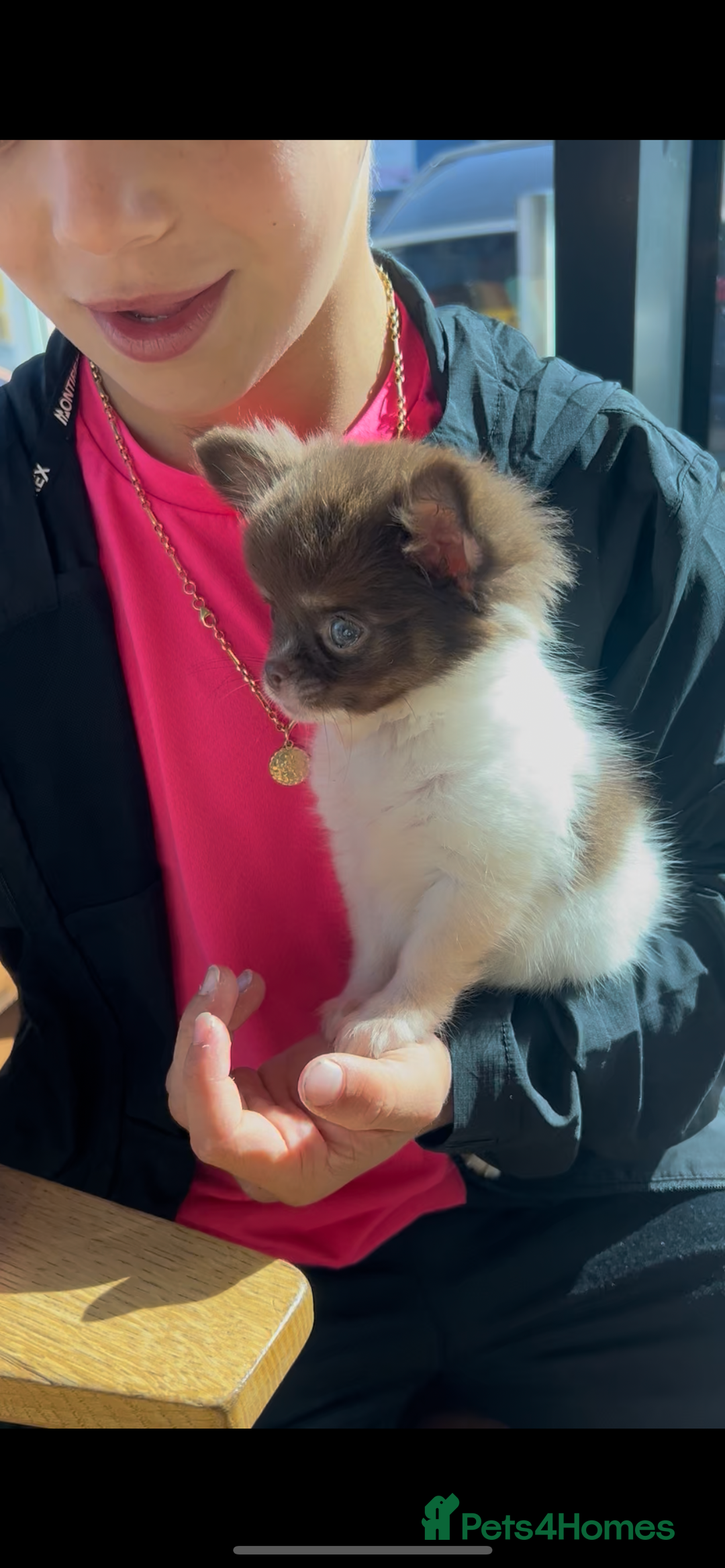 Chihuahua dogs for sale: 💥 REDUCED 💥 ** Choc parti chihuahua ONE BOY LEFT - Image 1