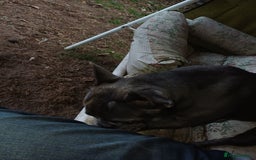 French Bulldog dogs for adoption: Meet BONNIE - a Lovely Girl, for a Loving Home - Image 21