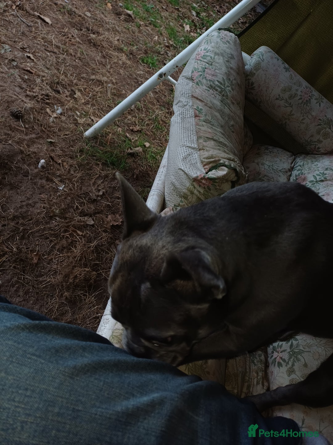 French Bulldog dogs for adoption: Meet BONNIE - a Lovely Girl, for a Loving Home - Image 21