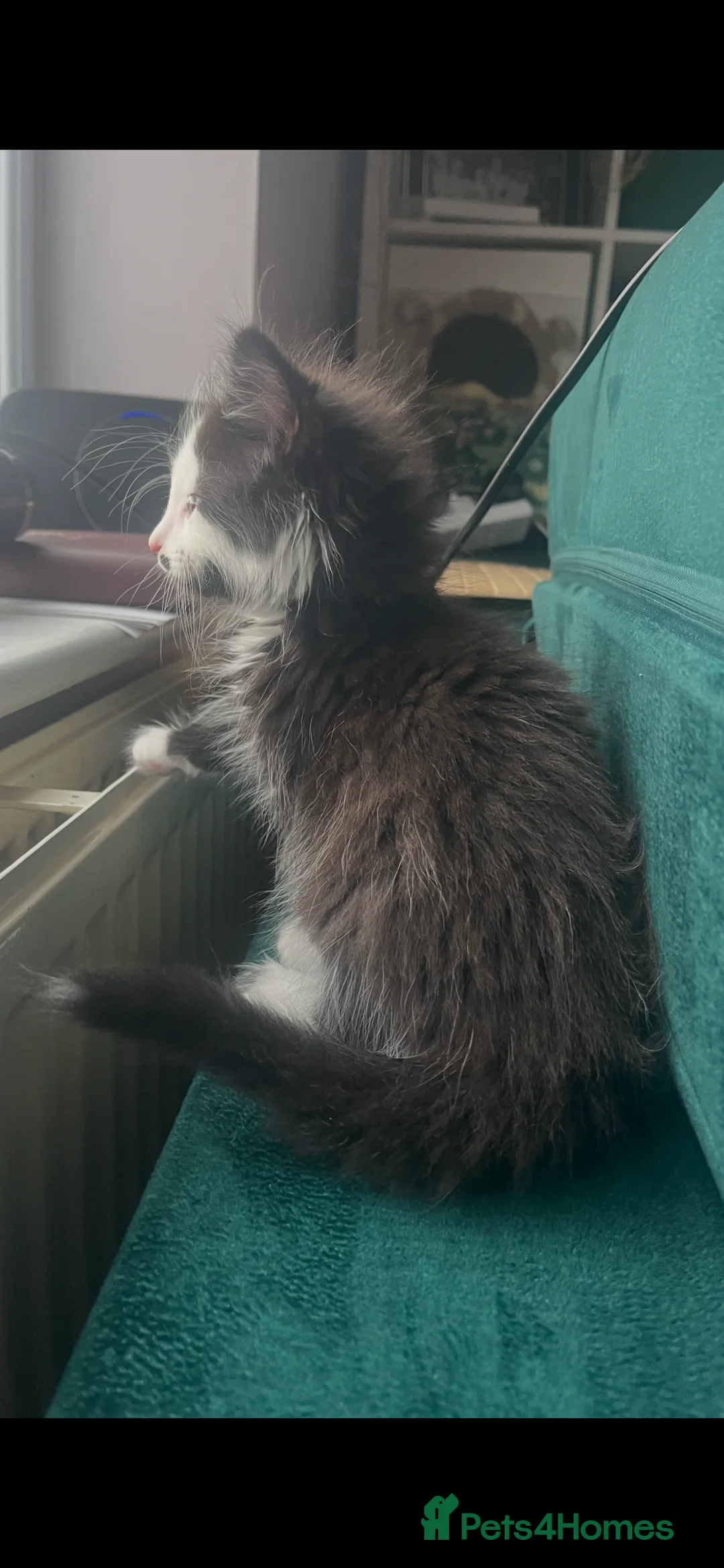Mixed Breed cats for sale: Mr Moustache 🥸🥰beautiful long haired boy ❤️ - Advert 9