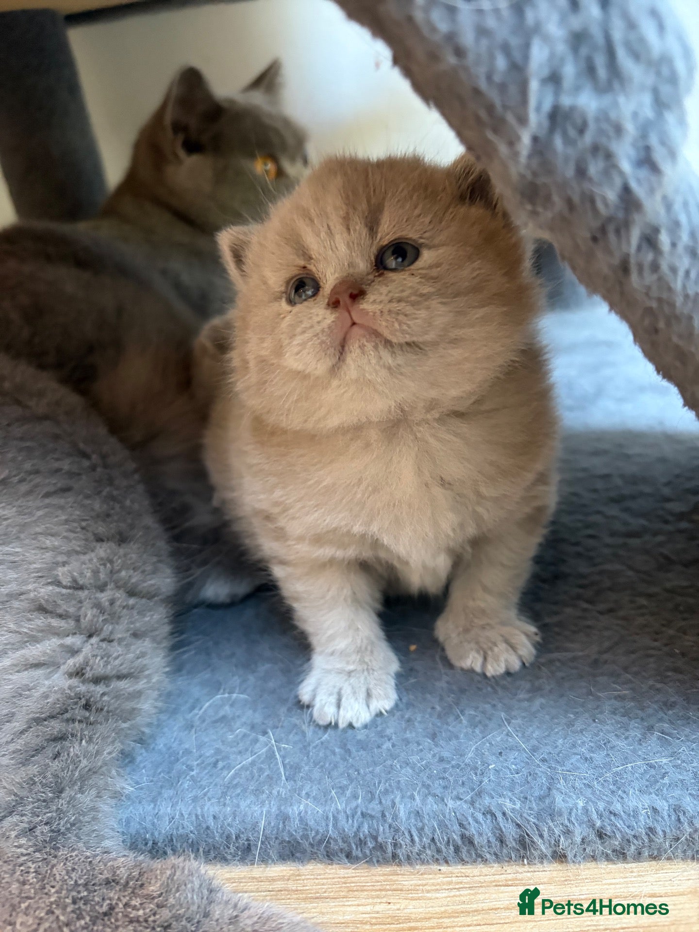 British Shorthair cats for sale: Fawn Pure Pedigree GCCF British Short Hair - Advert 2