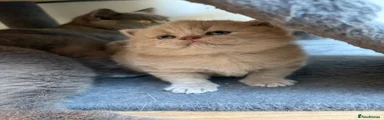 British Shorthair 1