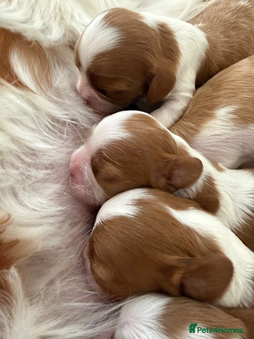Cavalier King Charles Spaniel dogs for sale: CKCS. CC/DE, EF, PRA & BVA clear. Green Doppler  - Advert 2
