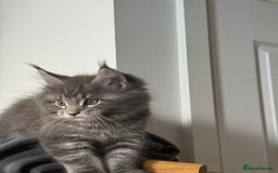 Maine Coon cats for sale: Maine Coon Kittens for sale - Image 3