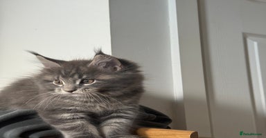 Maine Coon cats - Advert 3