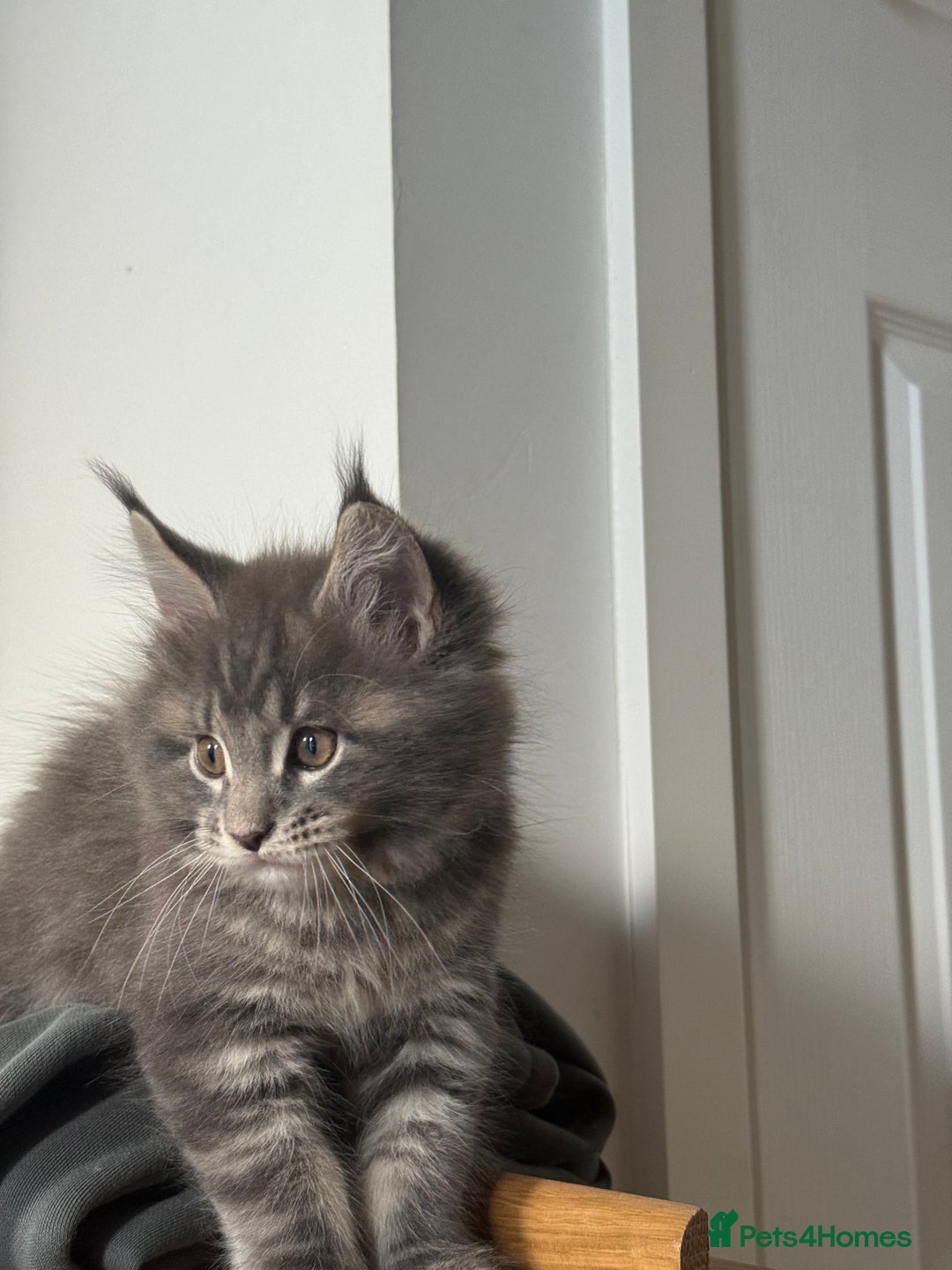 Maine Coon cats for sale: Maine Coon Kittens for sale - Image 3