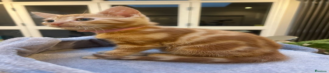 5) Ginger tabby kitten with beautiful stripes 