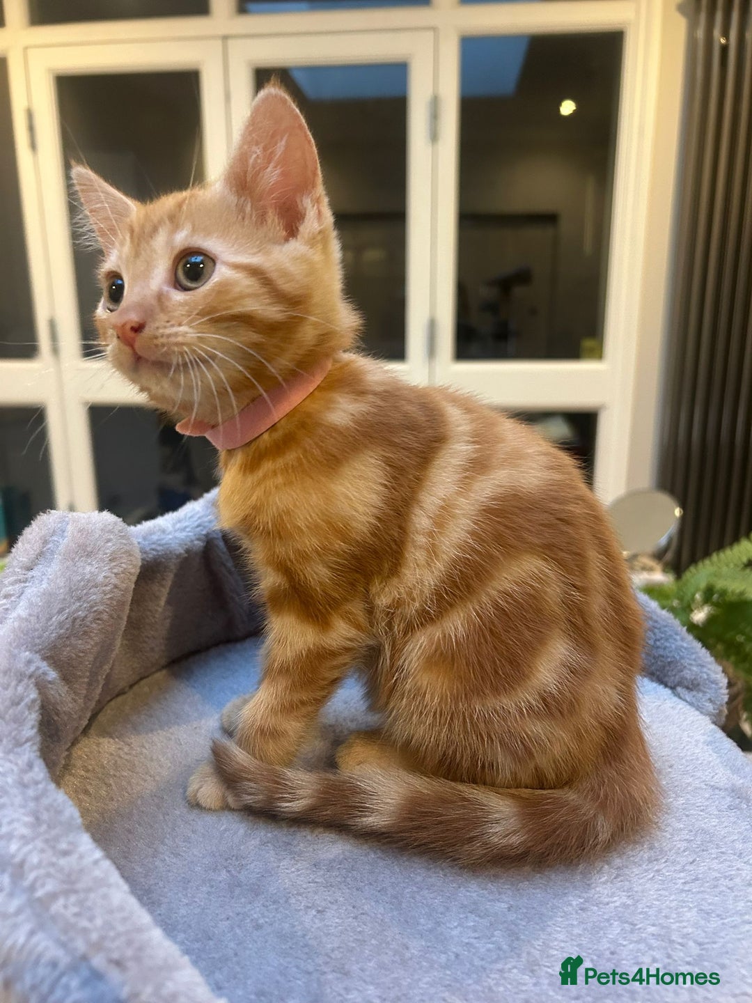 Mixed Breed cats for sale: 6 cute kittens 😸 ♥️ - Image 6