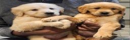 Golden Retriever dogs for sale: KC reg pedigree champion Golden Retriever pups - Advert 26