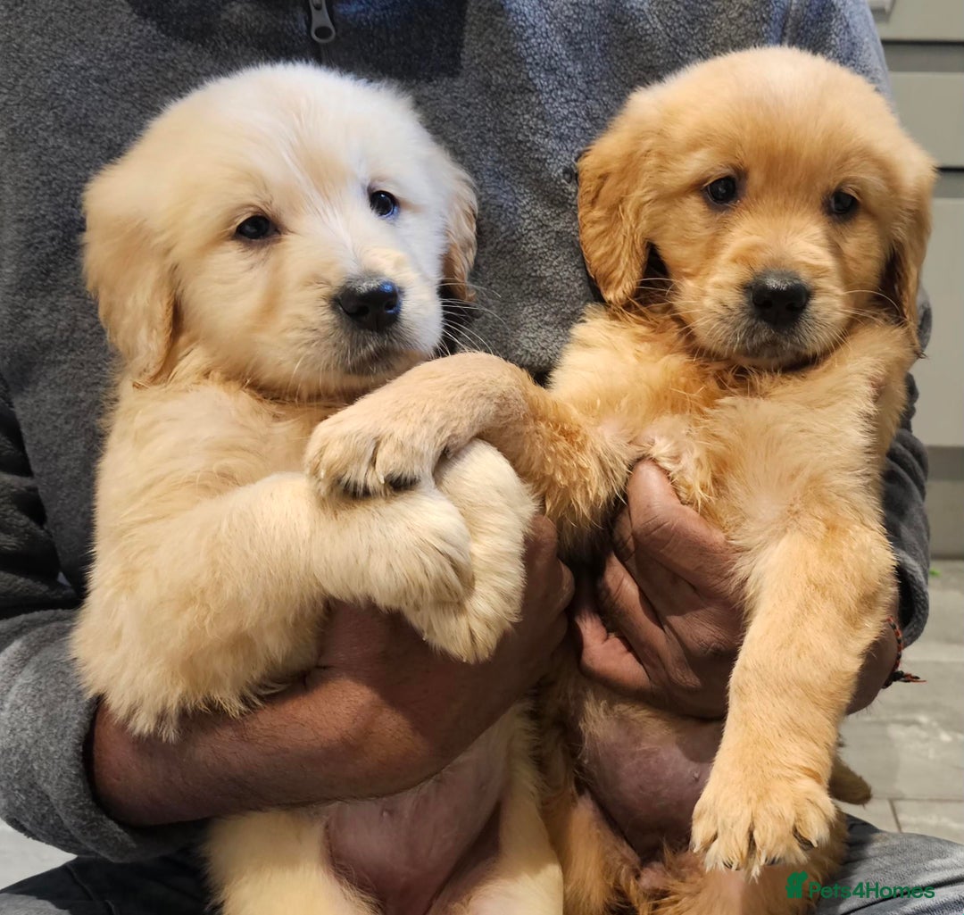 Golden Retriever dogs for sale: KC reg pedigree champion Golden Retriever pups - Advert 26