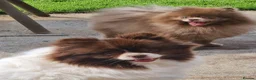 Pomeranian dogs for sale: Absolutely stunning Pomeranian pup - Advert 5