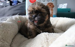 Shih Tzu dogs for sale: SHIH TZU PUPPY BOY LIVER GENE KC REG  - Image 10