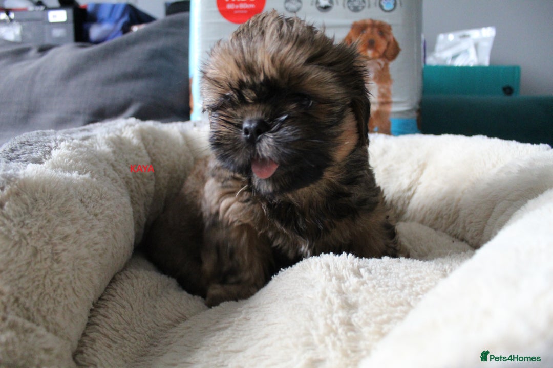 Shih Tzu dogs for sale: SHIH TZU PUPPY BOY LIVER GENE KC REG  - Image 10