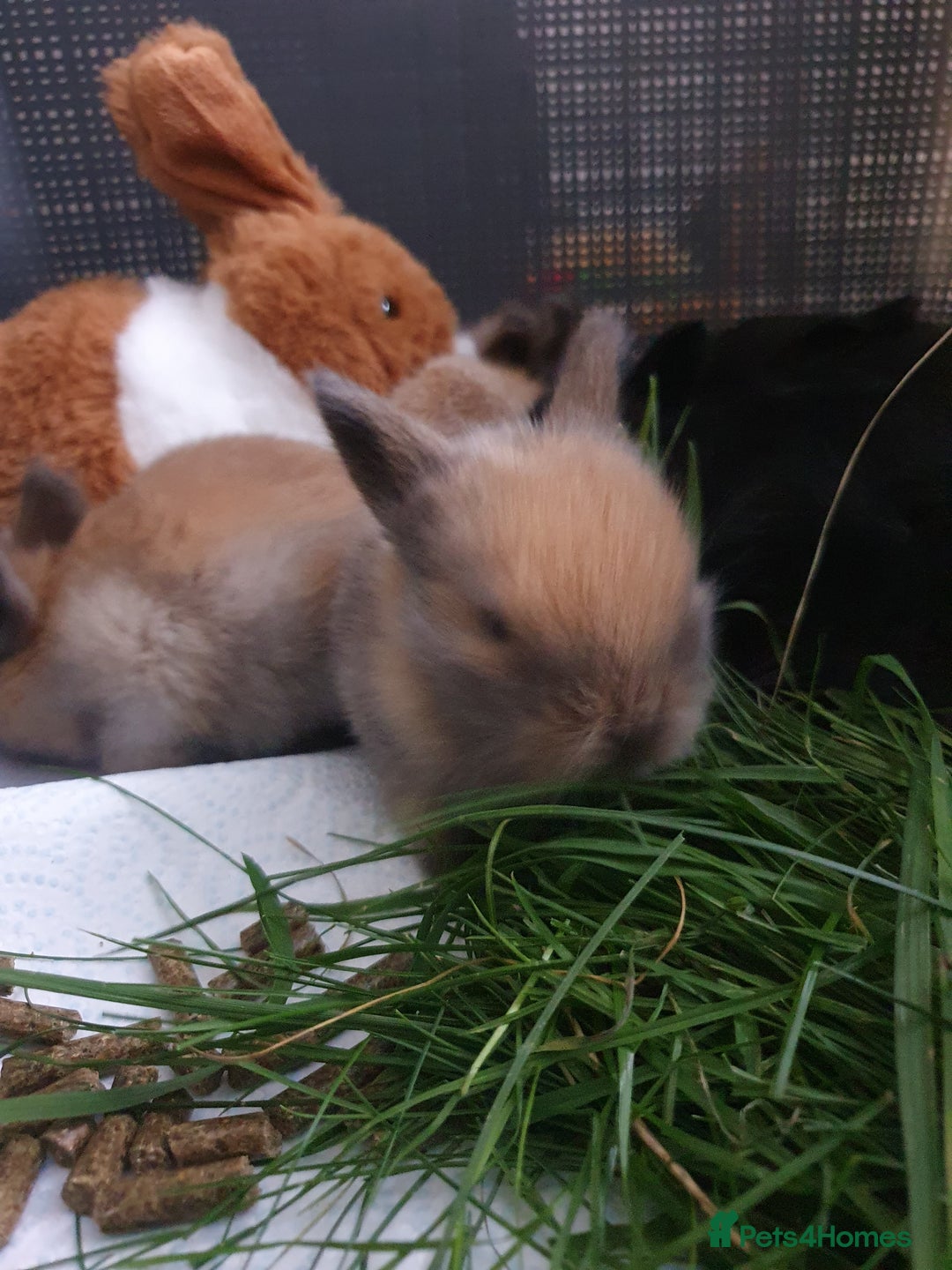 Lionhead rabbits for sale: Baby bunny's mixed lionhead /northern dwaf - Image 6