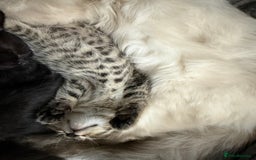 Mixed Breed cats for sale: Stunning kittens available now  - Image 5