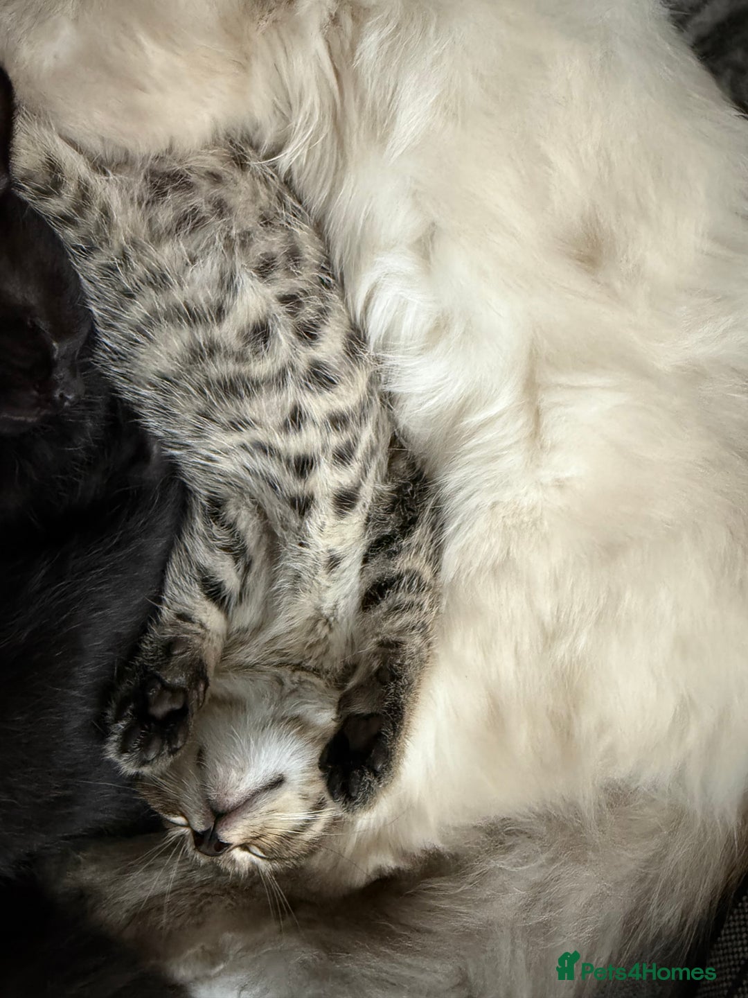 Mixed Breed cats for sale: Stunning kittens available now  - Image 5