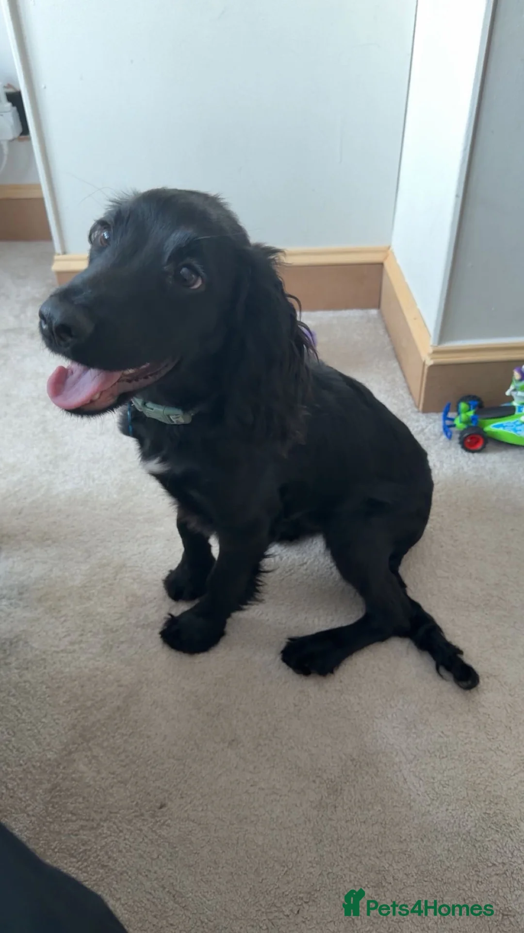 Sprocker dogs for sale: Sprocker spaniel  - Advert 2